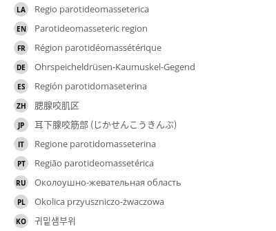 翻译