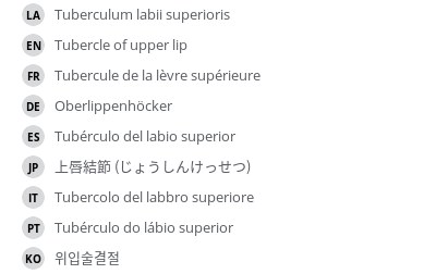 翻译