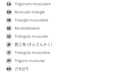 翻译