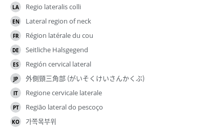 翻译