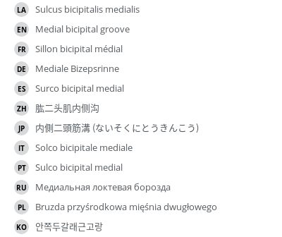 翻译