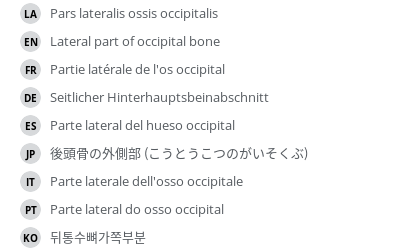 翻译