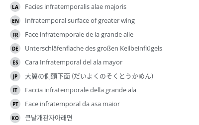 翻译
