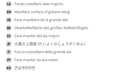 翻译
