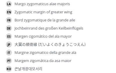 翻译