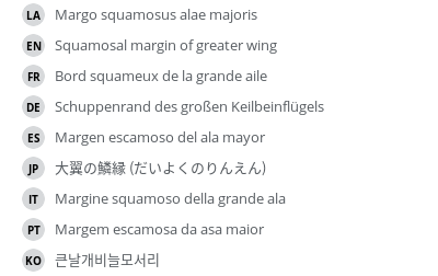 翻译