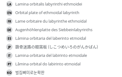 翻译