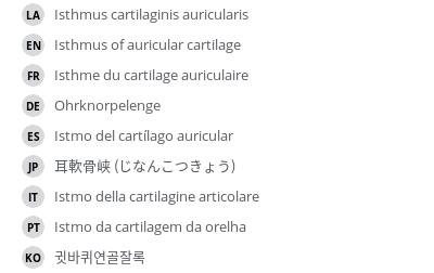 翻译