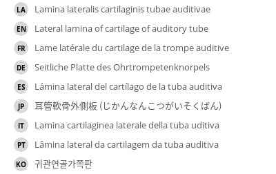 翻译