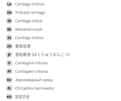 翻译