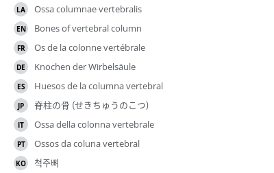翻译