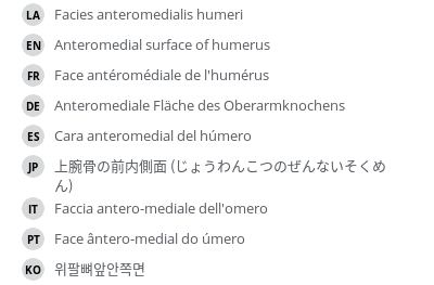 翻译