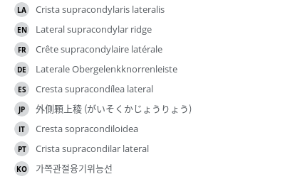 翻译