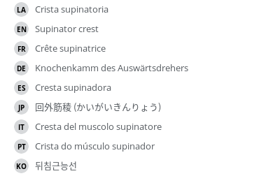 翻译