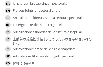 翻译