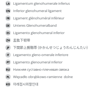翻译