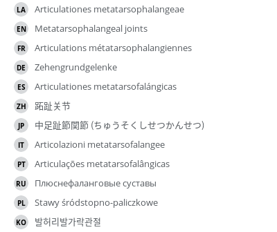 翻译