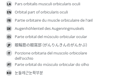 翻译