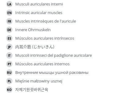 翻译