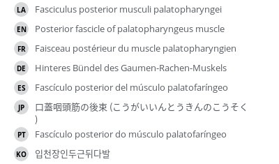 翻译