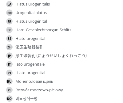 翻译
