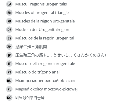 翻译