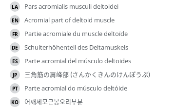 翻译