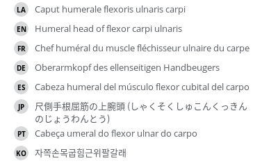翻译