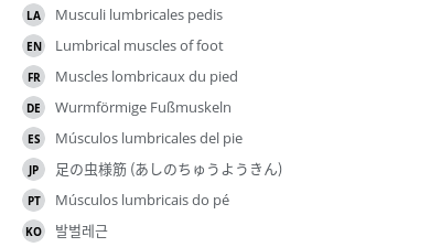 翻译