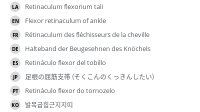 翻译