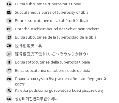 翻译