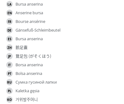 翻译