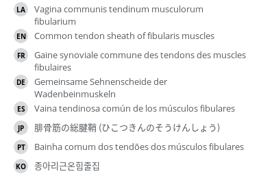 翻译