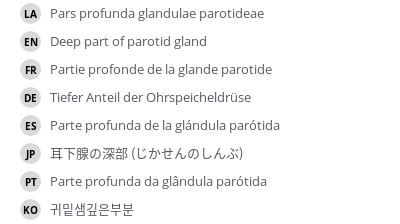 翻译