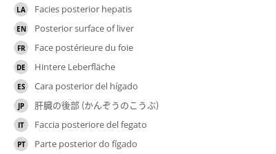 翻译