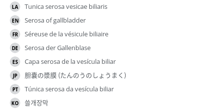 翻译
