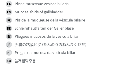 翻译