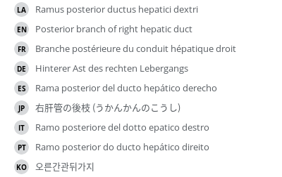 翻译