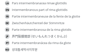 翻译