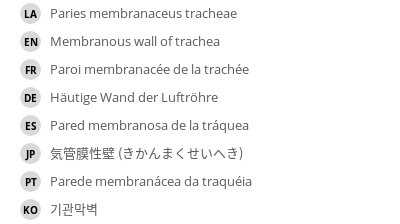 翻译