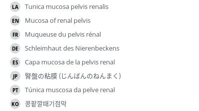 翻译