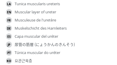 翻译