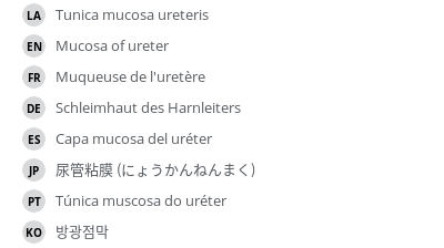 翻译