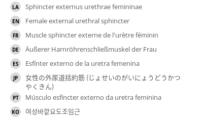 翻译