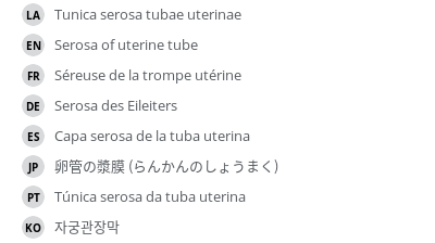 翻译