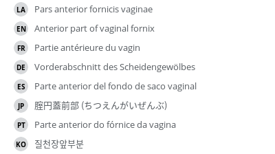 翻译