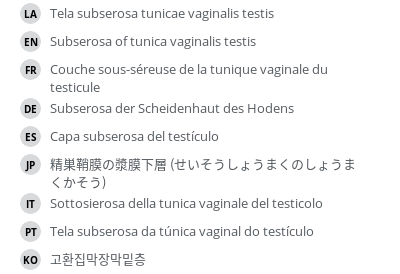 翻译