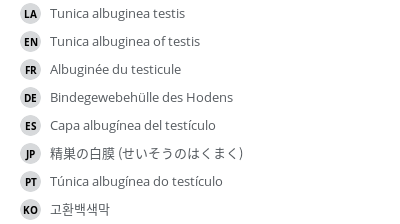 翻译