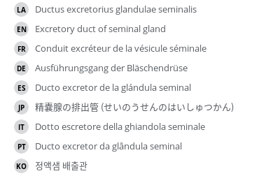 翻译