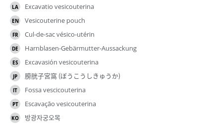 翻译